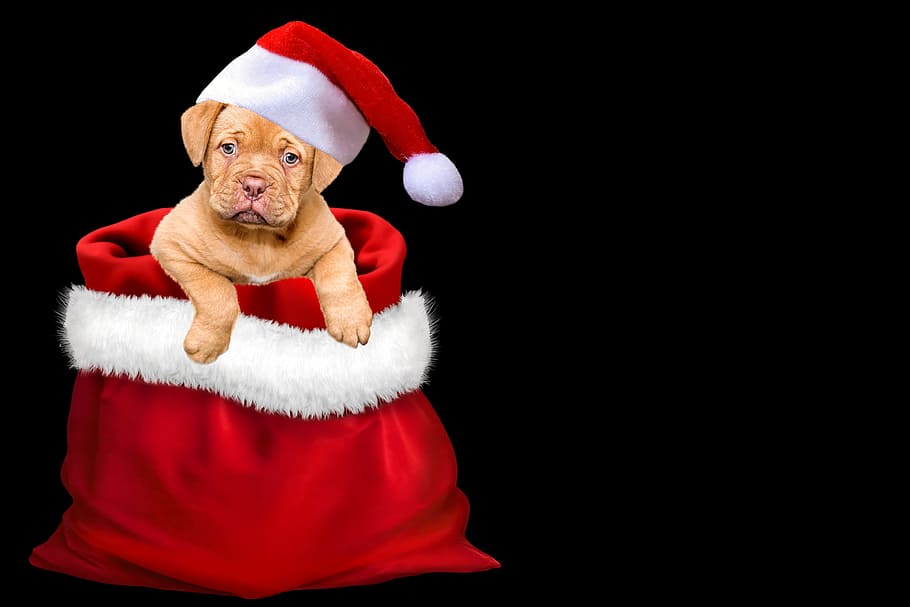 beige, dog, red, white, sack, christmas, gifts, christmas dog, santa hat, cap