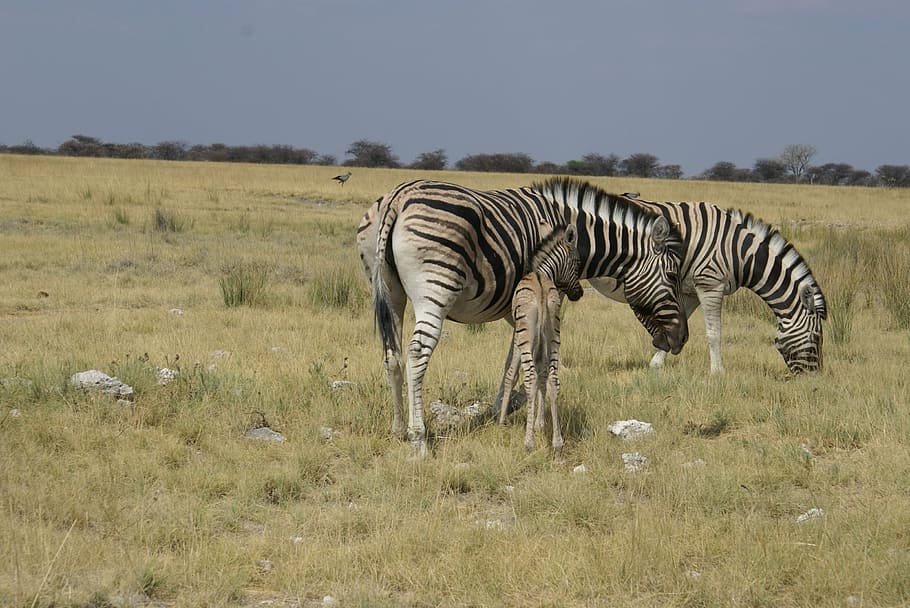 zebras, steppe, africa, striped, mammals, zebra, wildlife, nature, safari Animals, animals In The Wild
