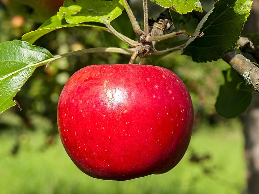 Apple, Fruit, Tree, Nature, fruit, tree fruit, red, food and drink, food, green color, healthy eating