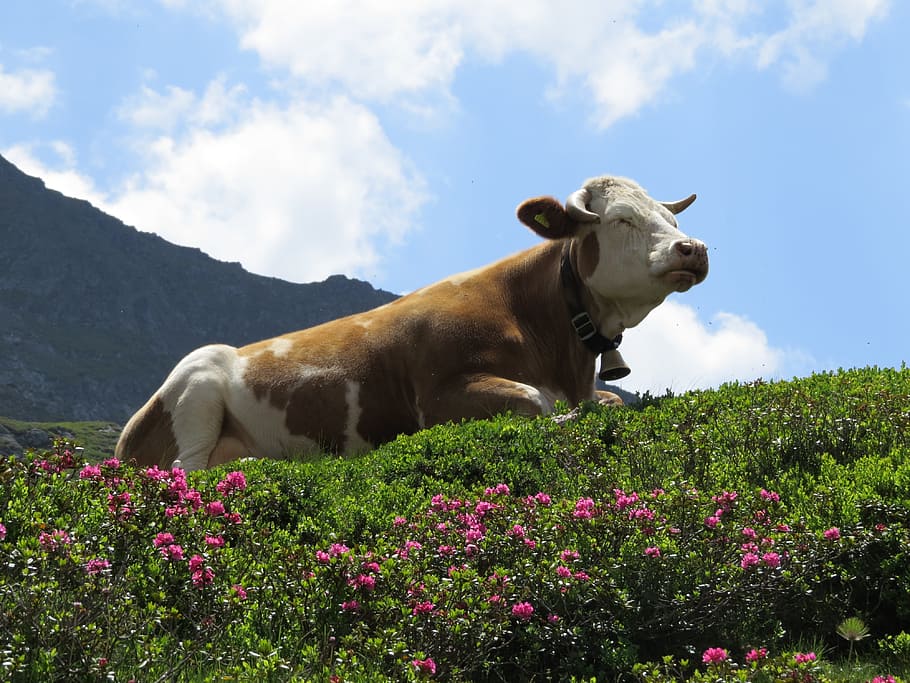 Mountains, Cow, Alm, Alpine Meadow, alpine rose, flowers, summer, blue sky, cattle, animal