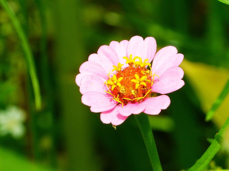 zinnia, flower meadow, bright, noble, flowers, flower, flowering plant, plant, freshness, beauty in nature