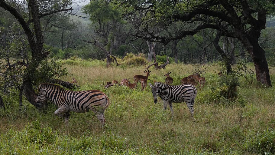 zebra, impala, africa, savannah, antelope, striped, tree, group of animals, animal wildlife, animal