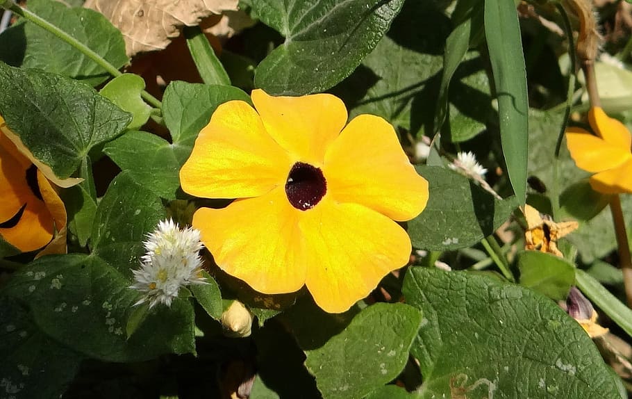 black-eyed, susan vine, Black-Eyed Susan Vine, Thunbergia Alata, flower, gold, flora, wild flower, dharwad, india