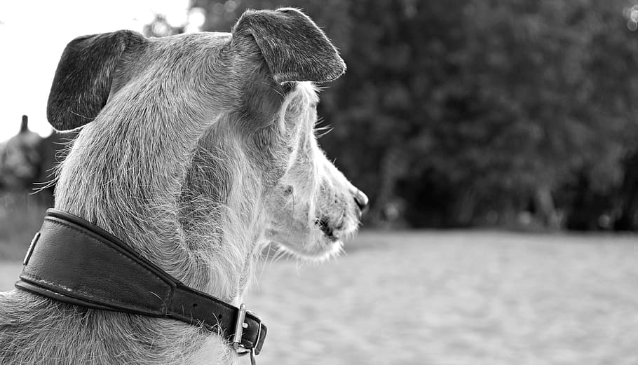 grayscale photo, sighthound, collar, grayscale, dog, animal, greyhound, spanish greyhound, pet, portrait