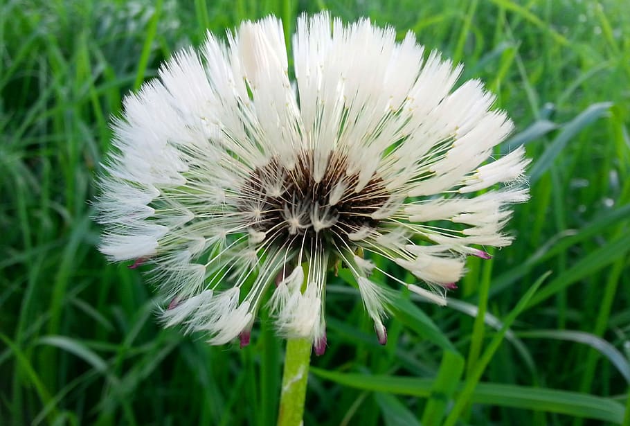 dandelion, flower, pointed flower, plant, nature, withered dandelion, meadow, flowering plant, freshness, fragility