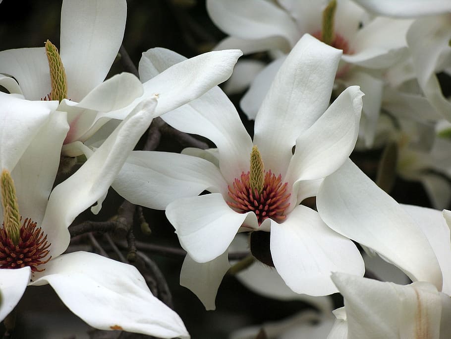 tulip tree, tulip tree flower, magnolia flower, magnolia, flower, wood, nature, blooms at, spring bloom, spring
