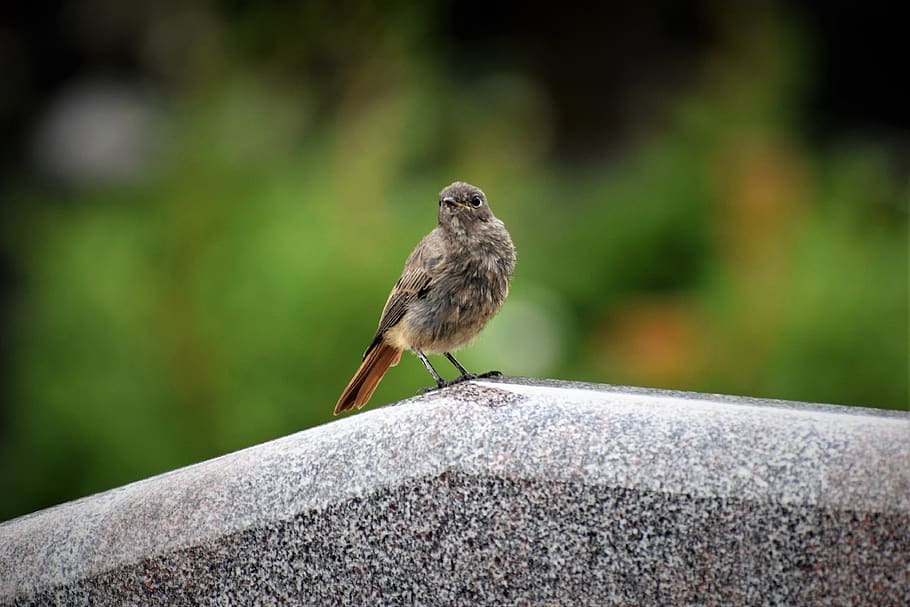 bird on gravestone, grey marble, touching, sweet, cemetery, nature, outdoor, animal themes, animal, animal wildlife