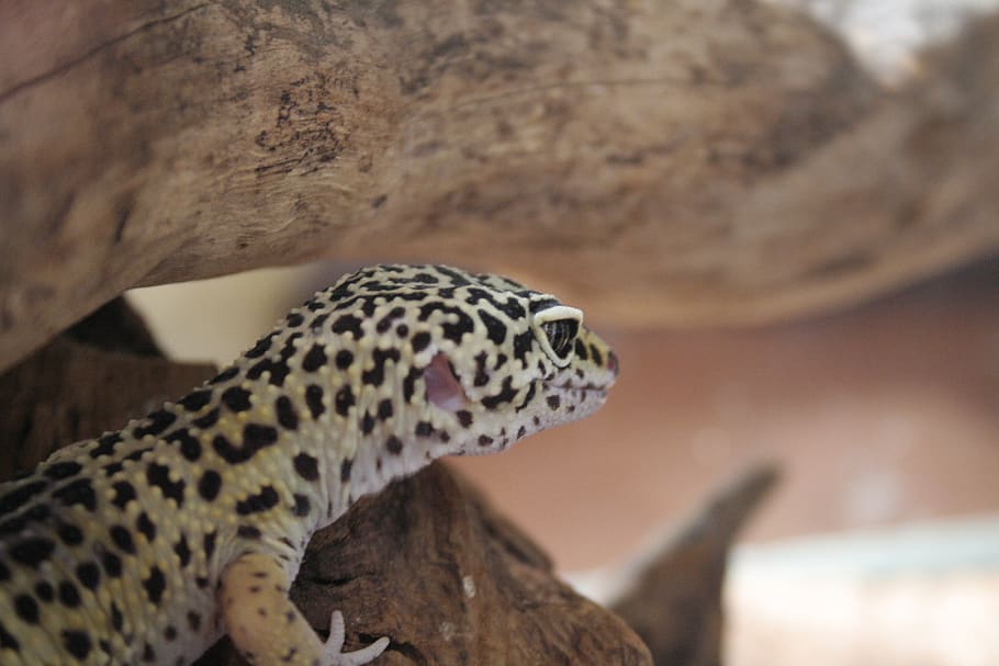 gecko, gecko leopardo, geckos, gecko tokay, gecko de cocina, geckos leopardo, gecko mascota, gecko pet, geko, gekko