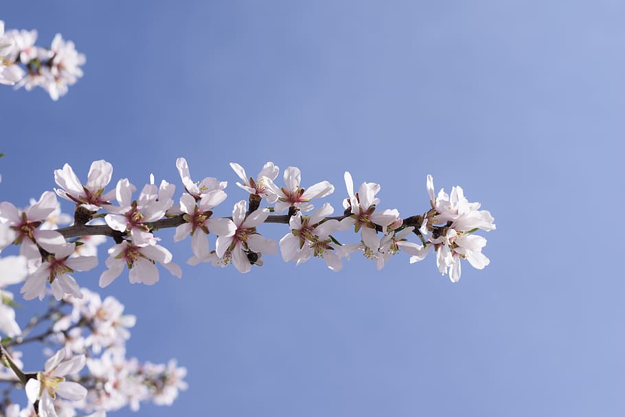 almond blossom, flowers, almond, blossom, white, pink, branch, blooming, sky, tree