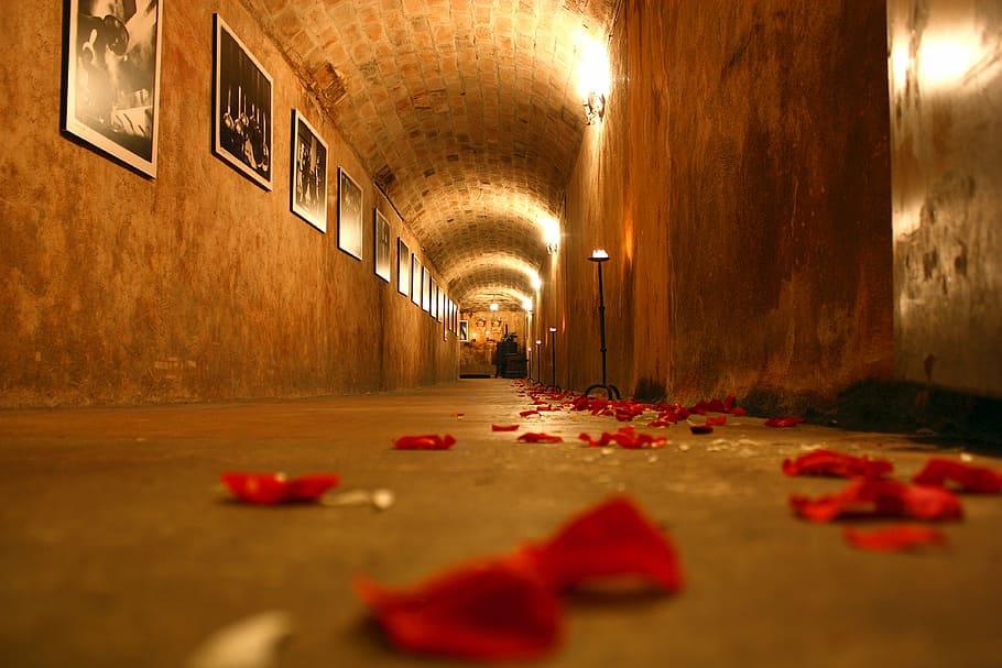 selective-focus photography, floor, red, petals, cellar, tunnel, rose, marriage, rosa, formal wear