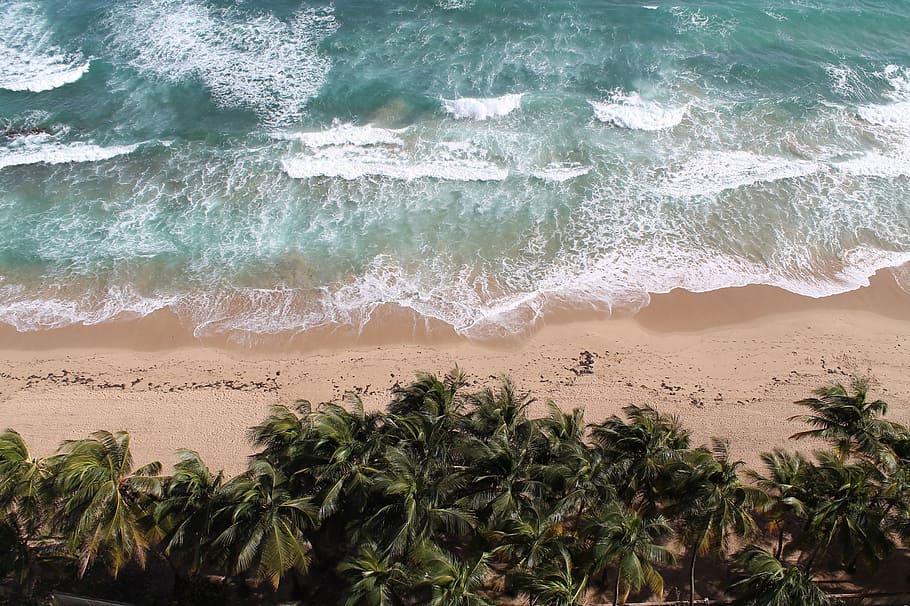 verde, palmeiras, corpo, água, durante o dia, tropical, praia, ondas, oceano, areia