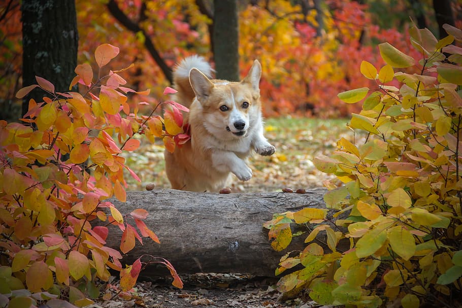 corgi, dog, log, jumping trick, autumn leaves, pet, animal, cute, doggy, adorable