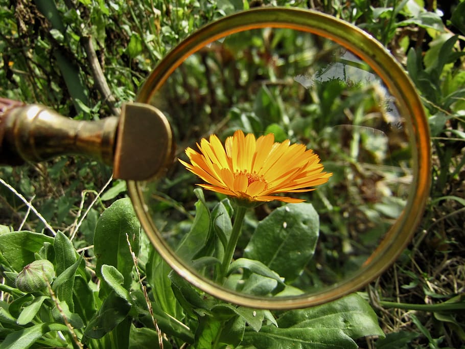 magnifying glass, flower, orange, marigold, garden, green, plants, macro, zoom, plant