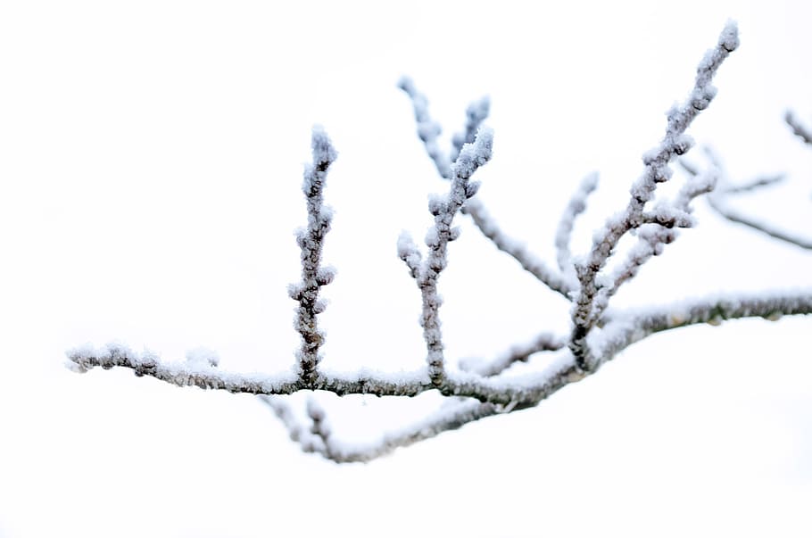 ice, covered, tree branch, winter, frost, snow, nature, macro, wallpaper, background