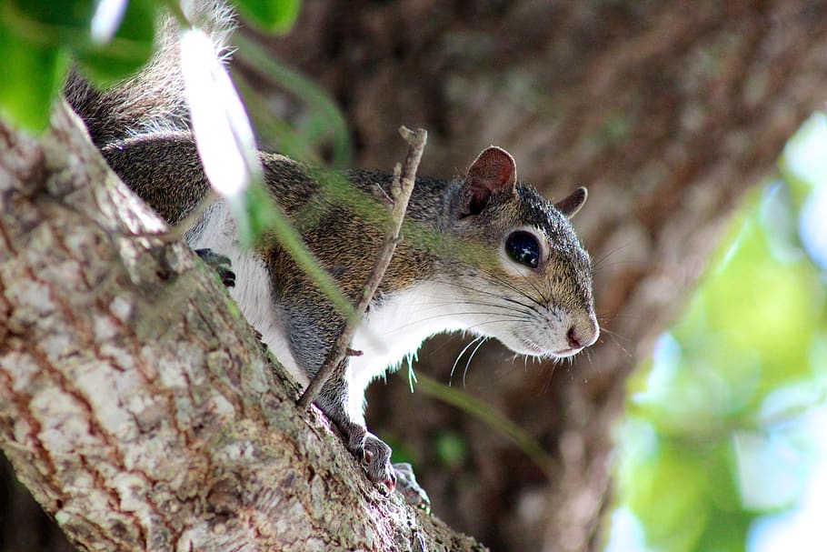 squirrel, animal, forest, mammal, rodent, creature, animal themes, one animal, animal wildlife, animals in the wild