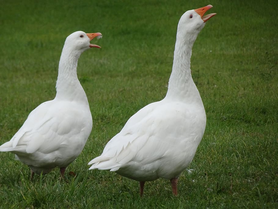 geese, birds, white color, ornithology, farm animals, breeding, plumage, poultry, wing, pen