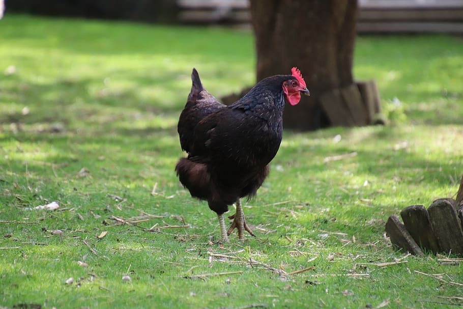 hen, gallinacées, poultry, backyard, animal, crete, brown, feathers, garden, hens