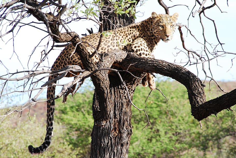 leopardo, árbol, salvaje, elegancia, vida silvestre, África, naturaleza, safari Animales, animal, gato no domesticado
