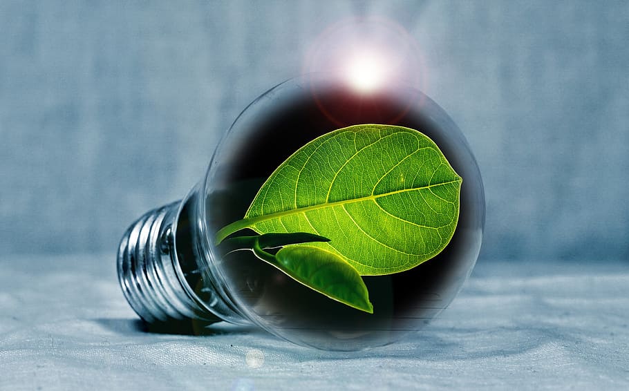 illustration, light bulb, green, leaf, chlorophyll, leaf green, light, pear, flashes, energy