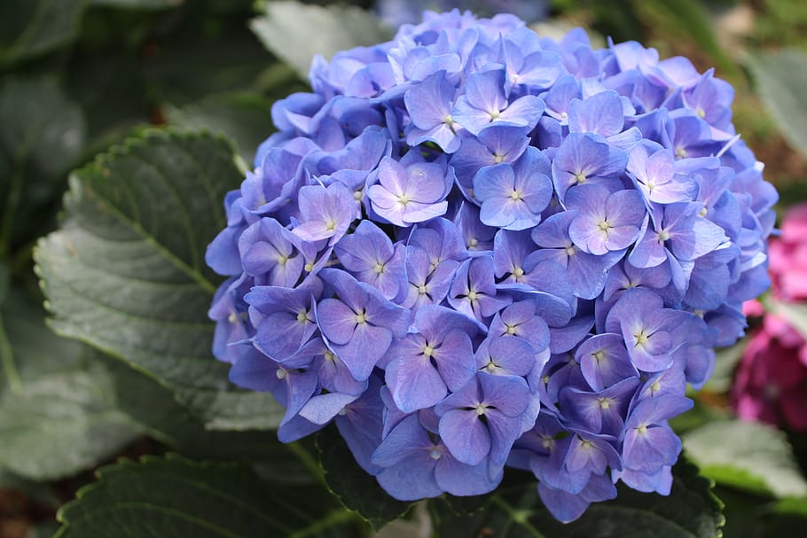 hortênsia macrophylla, flor da hortênsia, azul da hortênsia, hortênsia azul, hortênsias, hortênsia, inflorescência, flores, bela, jardim