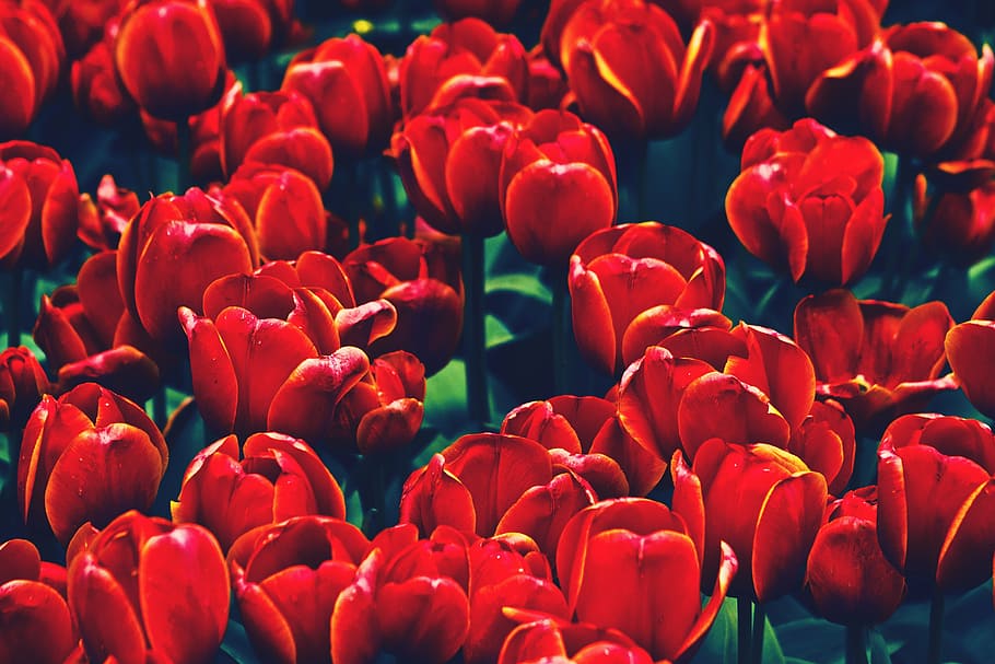 flower, flowers, nature, tulip, tulips, red, crowd, arts culture and entertainment, outdoors, day