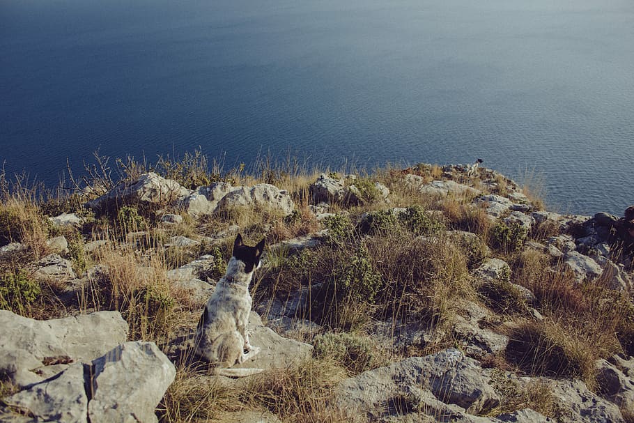 座っている, 岩の丘, 海岸, オーストラリアの牛の犬, 青, 茶色, 犬, 草, 岩, 海