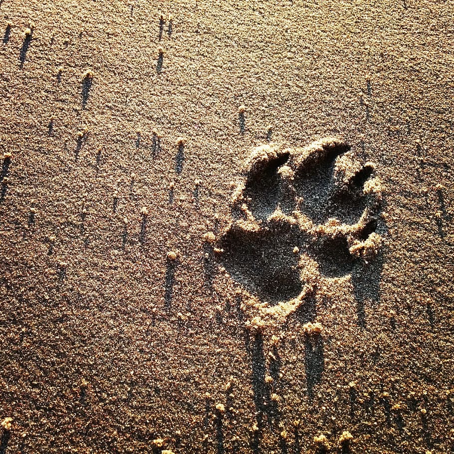 Отпечатки лап на песке
