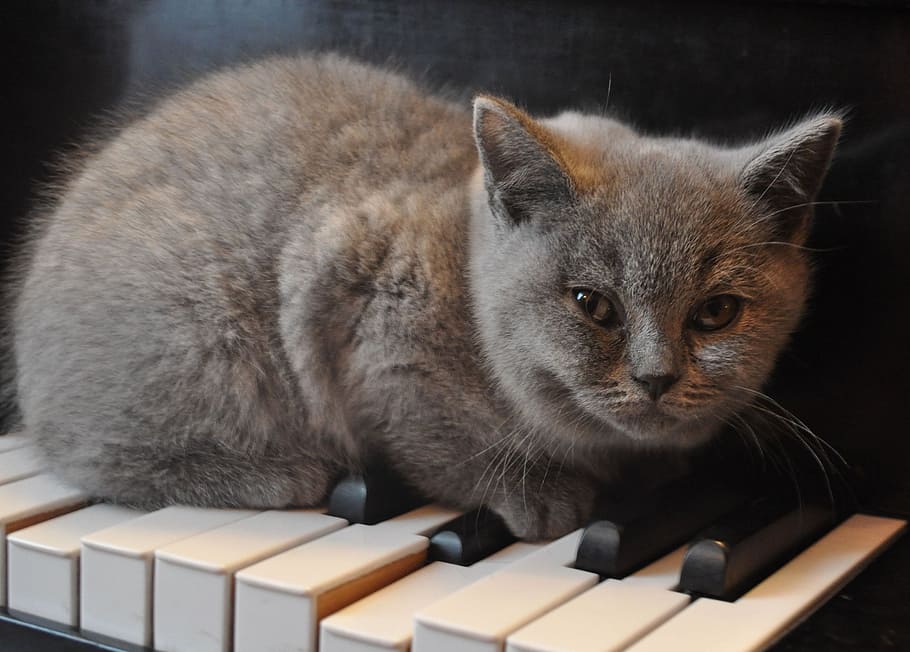 黒, 猫, トップ, ピアノの鍵盤, ピアノ, 子猫, ペット