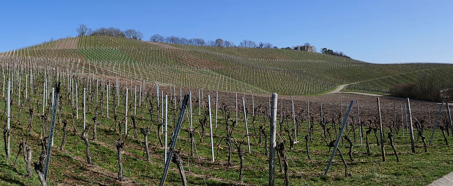 gray, stakes, grass field, panorama, vineyards, vines, view, outlook, winter, spring