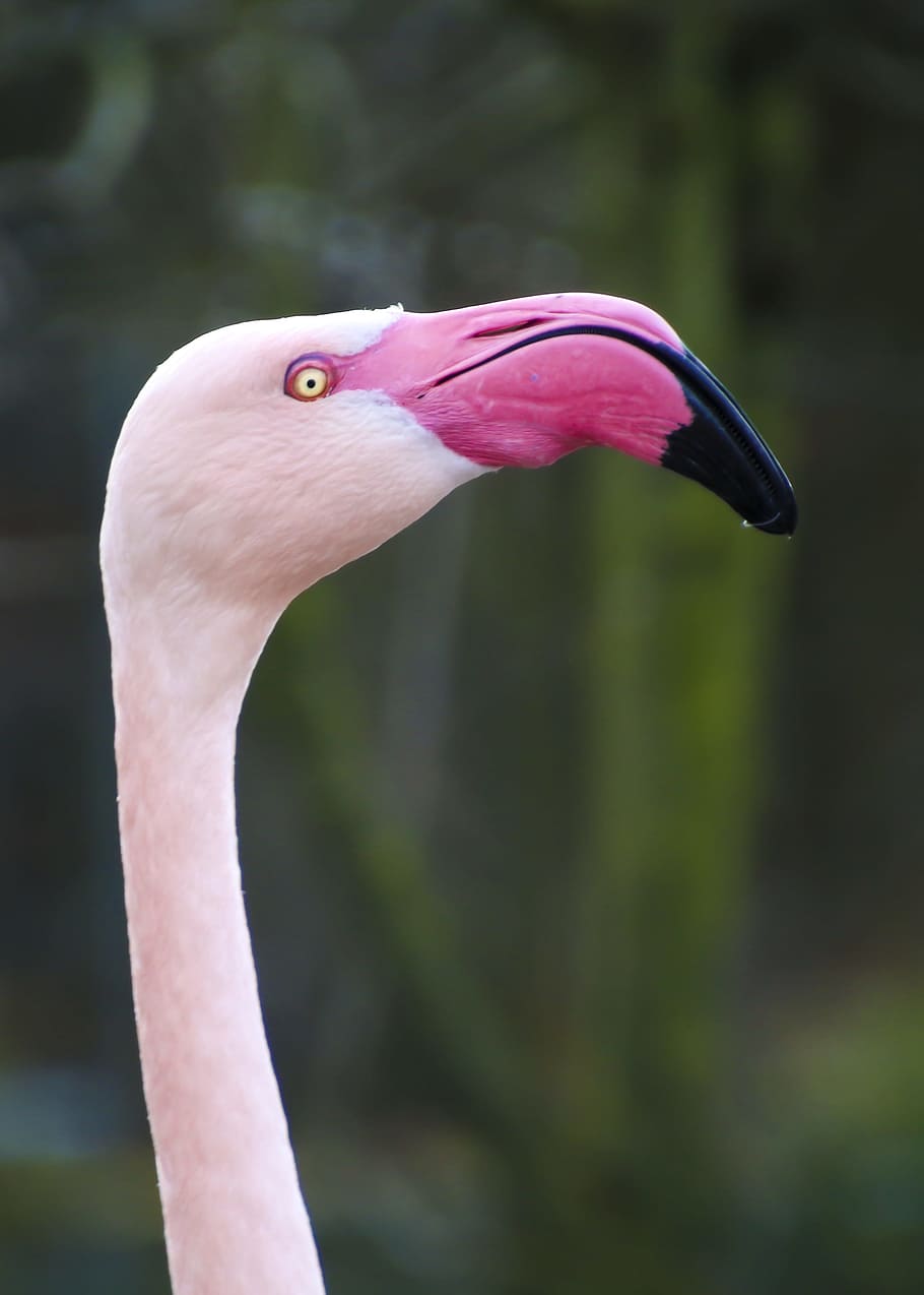 closeup, foto, lebih rendah, flamingo, kepala, jibe panjang, bill, pink, alam, eksotis