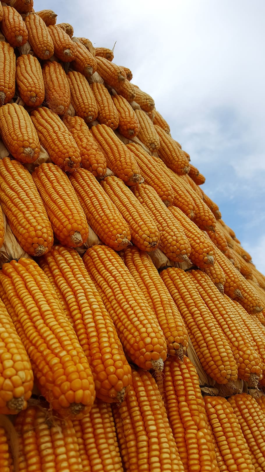 Corn, Plant, sky, food, vegetable, agriculture, nature, yellow, sweetcorn, ripe
