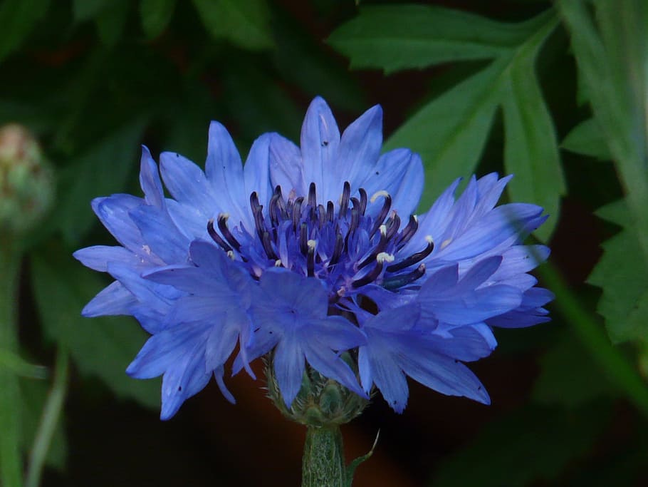 aciano azul, aciano, azul, flor, floración, verano, centaurea cyanus, zyane, centaurea, compuestos