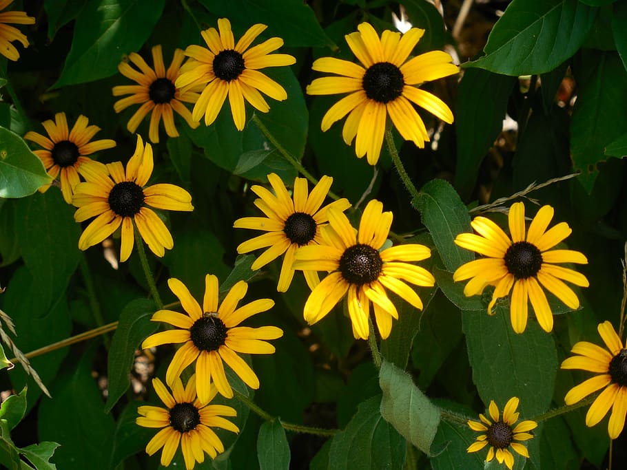 rudbeckia, black-eyed susan, yellow, summer, daisy, bright, field, color, brown, sun