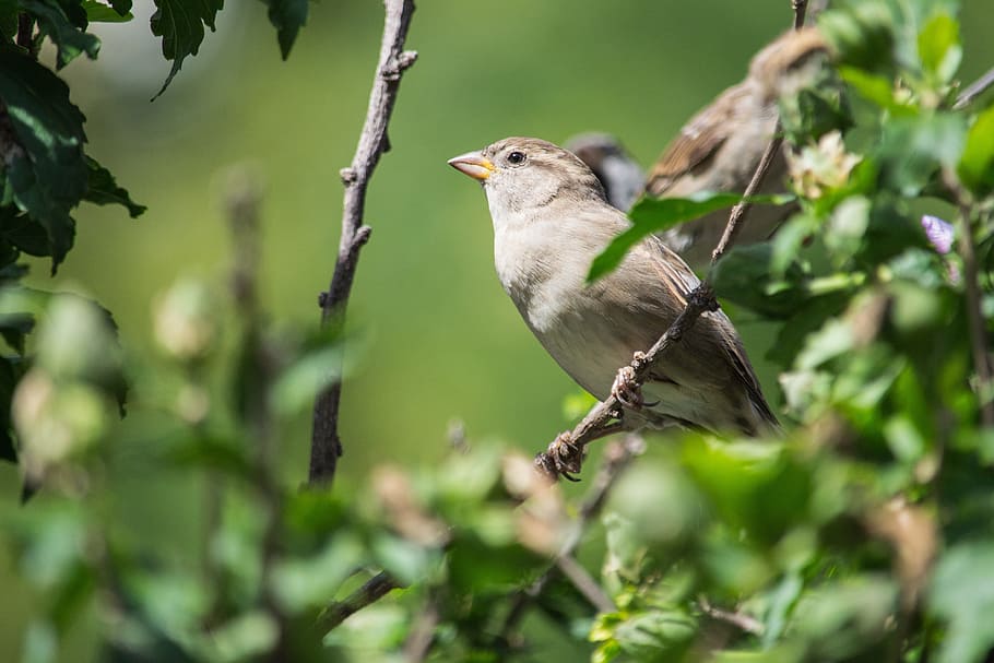Sparrow, Bird, Songbirds, birds, songbird, animal, sperling, food, foraging, grains