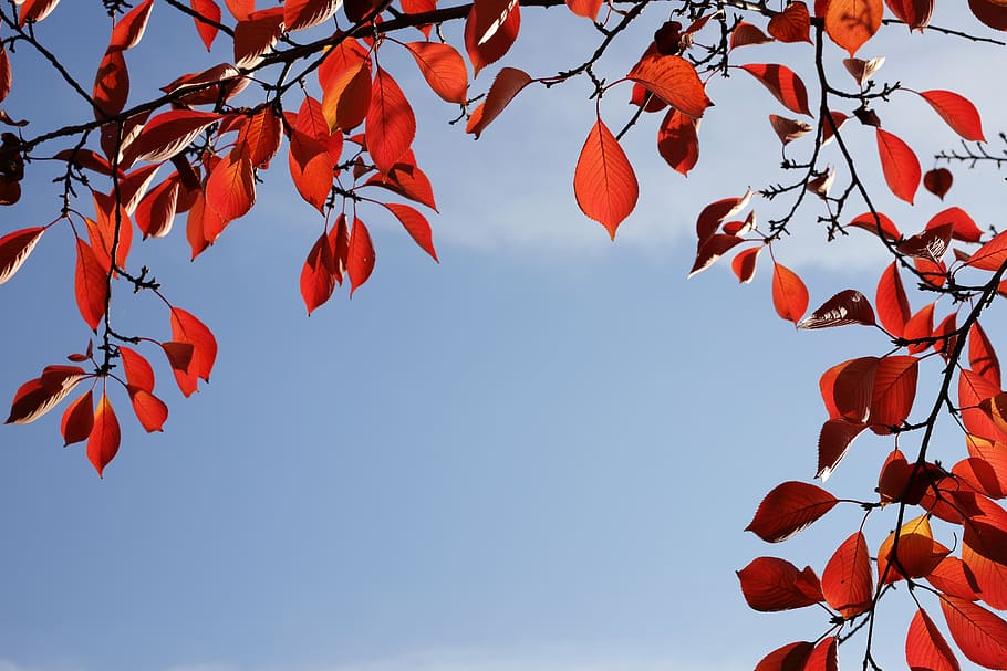 folhas de outono, outono, as folhas, natureza, colorido, madeira, folha, cenário, cor, vermelho