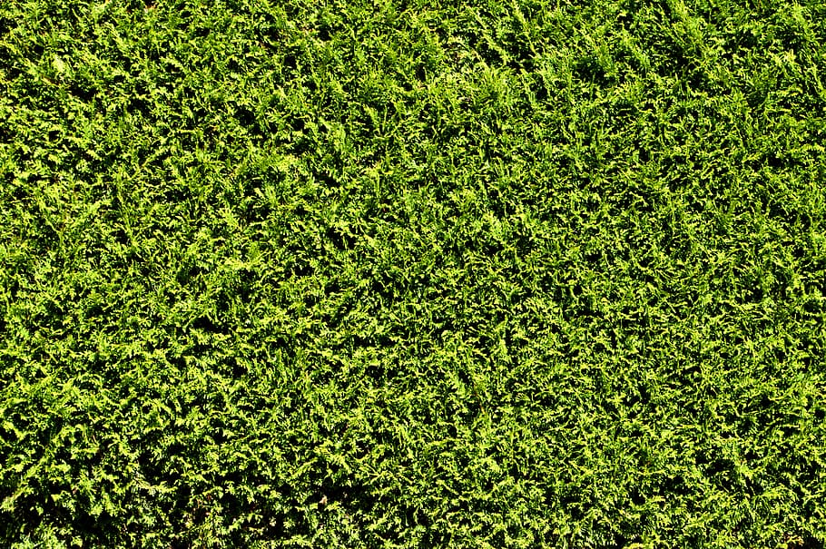 hierba verde, seto, tuya, verde, planta, privacidad, estructura, sitio, naturaleza, hojas