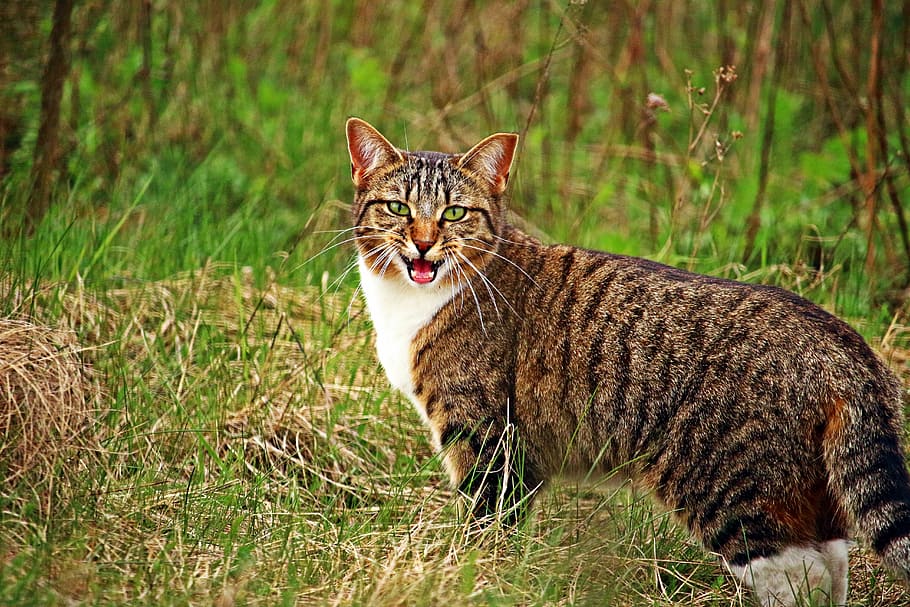 closeup, wild, cat, green, grass, kitten, tiger cat, mackerel, domestic cat, meow