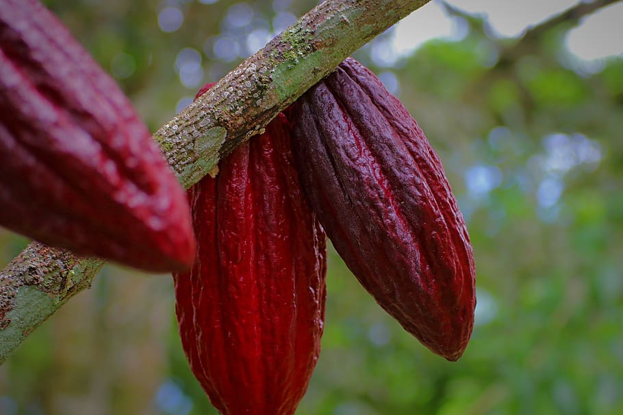 cacao pod, cacao fruit, cacao, plant, tropical, pod, red, delicious, chocolate, organic