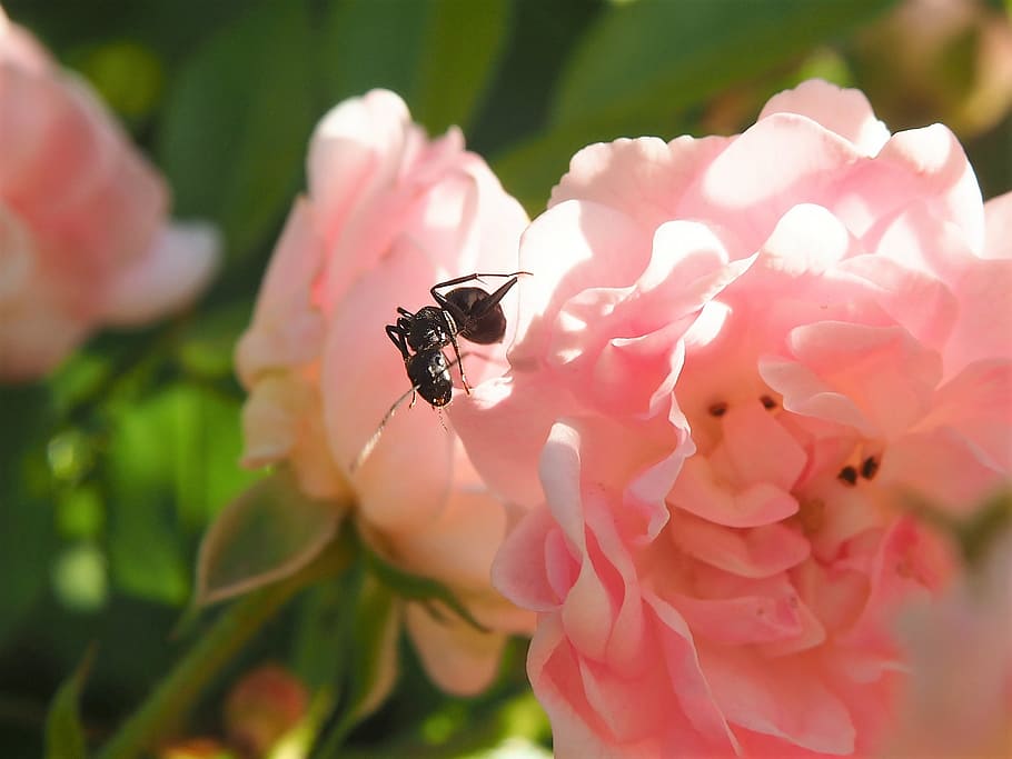 ant, insect, garden, close, rose, pink, flower, blossom, bloom, nature