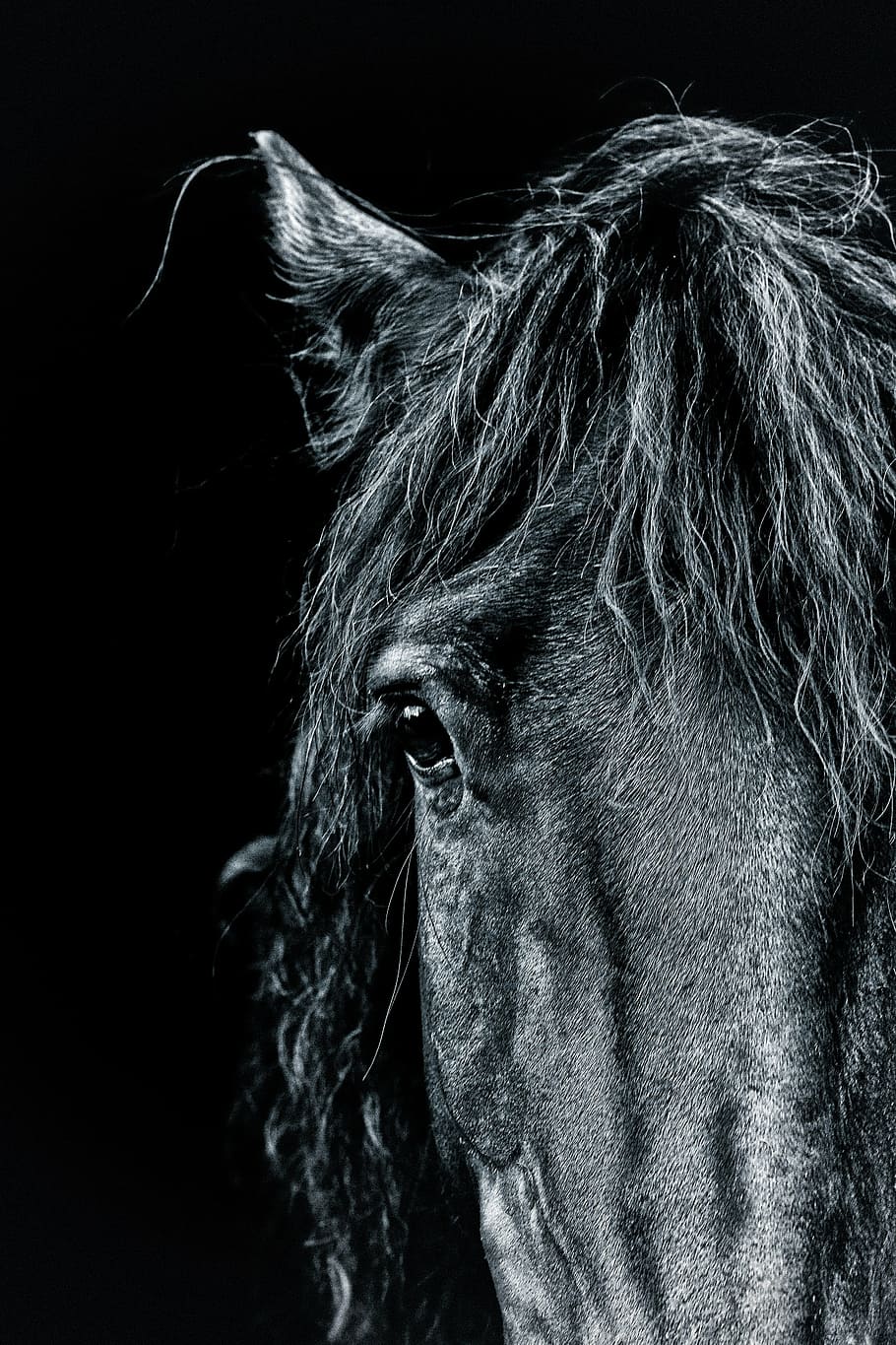 fechar, foto, preto, cabeça de cavalo, cavalo, retrato, pônei, sombrio, artístico, equino