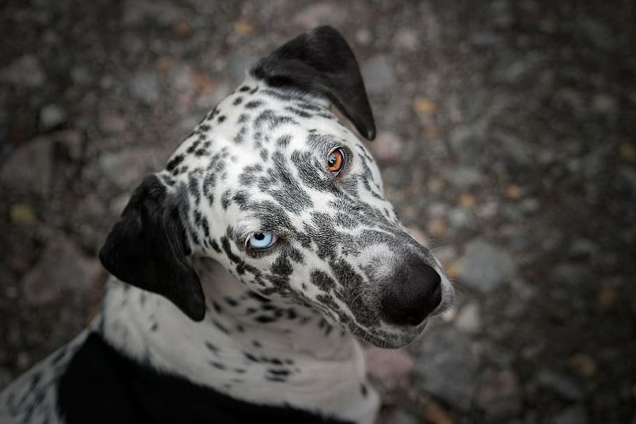 seletiva, fotografia de foco, dálmata, cão, animal, olhos, cor diferente, olhos azuis, olhos castanhos, azul e marrom