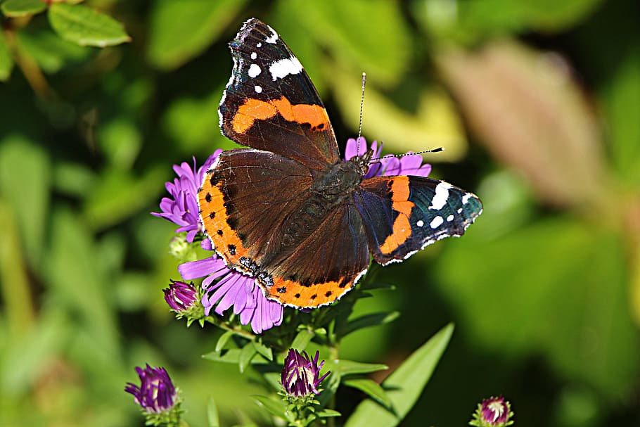 red admiral, selective, focus, moth, perch, flower, insect, invertebrate, butterfly - insect, animal wing