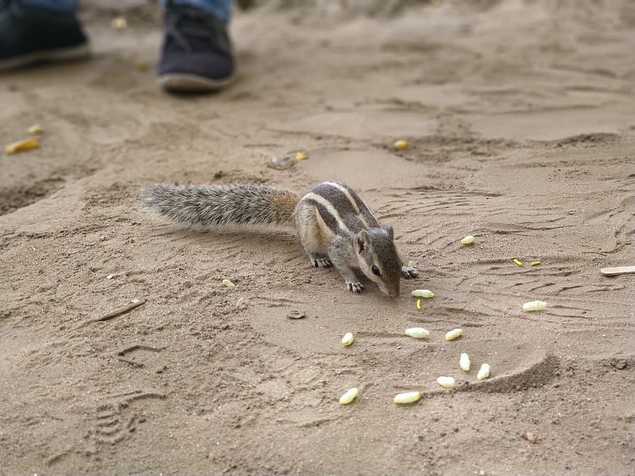 Animal Squirrel Hunger Cute Nature Garden Eat One Animal