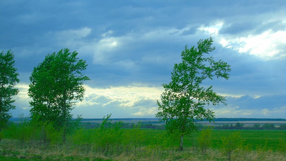 russia, siberia, nature, field, sky, horizon, tree, grass, plant, cloud - sky