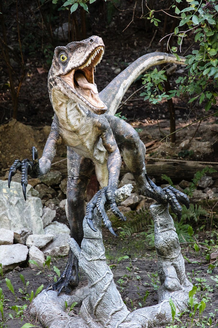 dinosaurio, velociraptor, dinopark, lagarto, rock, fauna silvestre, sólido, roca - objeto, árbol, animales en estado salvaje