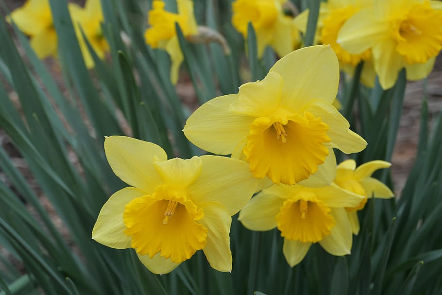 Нарцисс Корниш Кинг. Бледно желтый Нарцисс. White Daffodils Yellow Middle grass. Амазинг еллоу