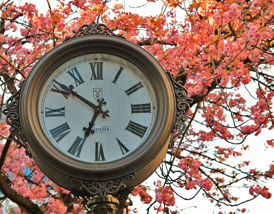 Pointer, Clock Face, Face, Time, clock, time of, time, digits, cherry  blossom, flowers, tree | Pxfuel