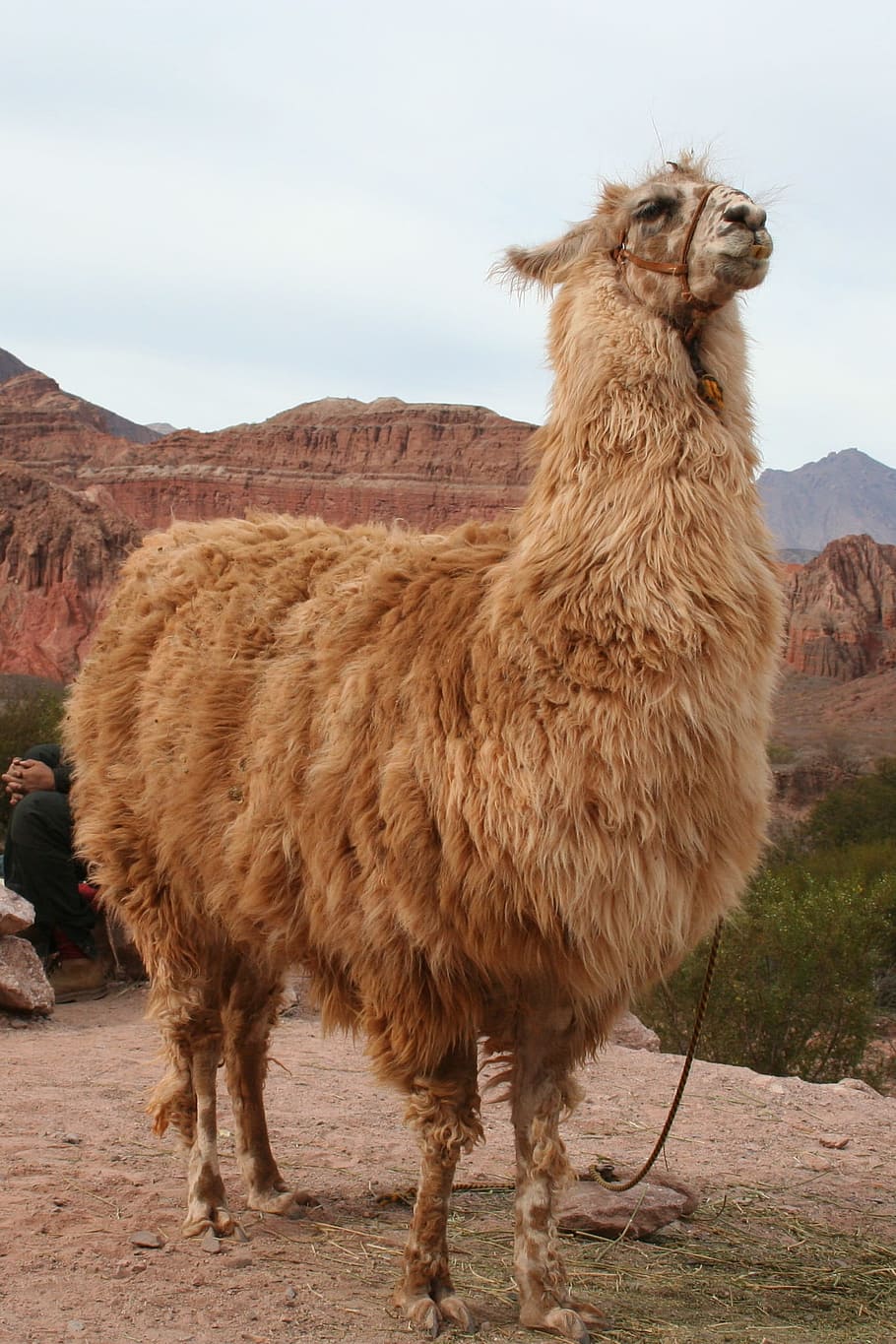 Llama, Cachi, Argentina, near cachi, argentina, alpaca, animal, andes, mountain, nature, mammal