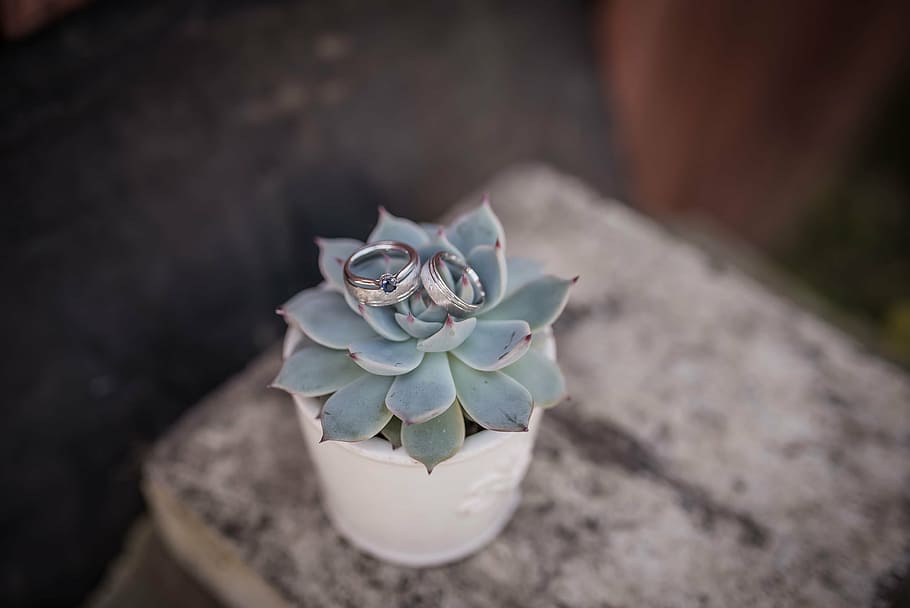 green, succulent, plant, white, pot, wedding, couple, ring, photography, flower