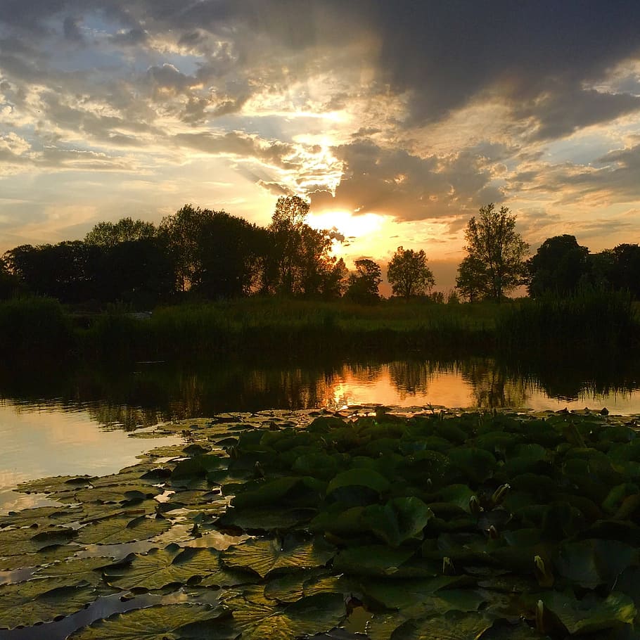 Fishing, Norfolk, Water, Wildlife, nature, england, sunset, reflection, landscape, outdoors